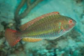 Image result for Sparisoma amplum