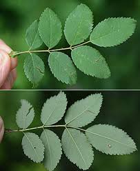 Attēlu rezultāti vaicājumam “Rosa subcanina leaf”