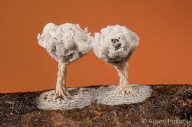 Attēlu rezultāti vaicājumam “Didymium squamulosum”