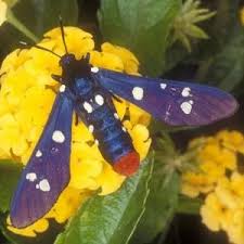 Attēlu rezultāti vaicājumam “Arctiidae”