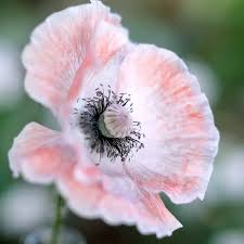 Attēlu rezultāti vaicājumam “Papaver rhoeas flower”