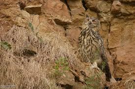 Attēlu rezultāti vaicājumam “Bubo bubo adult”