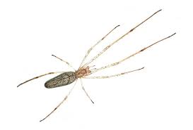 Attēlu rezultāti vaicājumam “Tetragnatha montana”