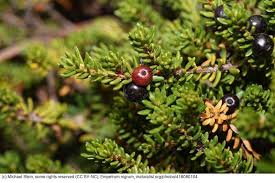 Attēlu rezultāti vaicājumam “Empetrum nigrum flower”