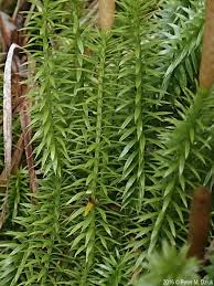 Attēlu rezultāti vaicājumam “Lycopodium annotinum”