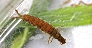 Attēlu rezultāti vaicājumam “Neckera complanata sporophyte”