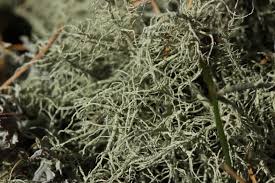 Attēlu rezultāti vaicājumam “Usnea hirta”