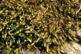 Attēlu rezultāti vaicājumam “Hypnum cupressiforme var. lacunosum”