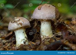 Attēlu rezultāti vaicājumam “Cortinarius traganus”