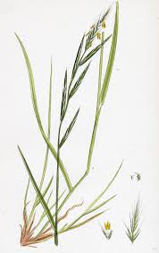 Attēlu rezultāti vaicājumam “Brachypodium sylvaticum fruit”