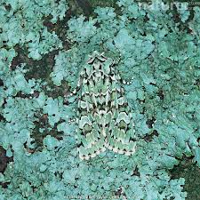 Attēlu rezultāti vaicājumam “Griposia aprilina”