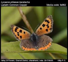 Attēlu rezultāti vaicājumam “Lycaena phlaeas female”