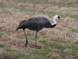 Attēlu rezultāti vaicājumam “Grus grus”