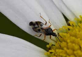 Attēlu rezultāti vaicājumam “Anthocoris nemorum”