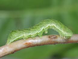 Attēlu rezultāti vaicājumam “Euplexia lucipara”