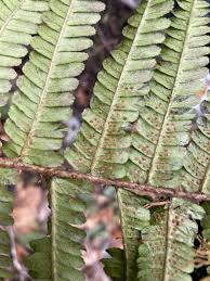 Attēlu rezultāti vaicājumam “Dryopteris affinis”
