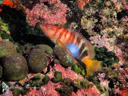 Image result for Serranus scriba