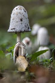 Image result for coprinus