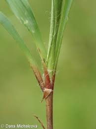 Attēlu rezultāti vaicājumam “Luzula pilosa leaf”