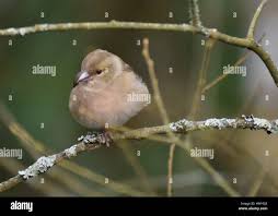 Attēlu rezultāti vaicājumam “Fringilla coelebs juvenile”