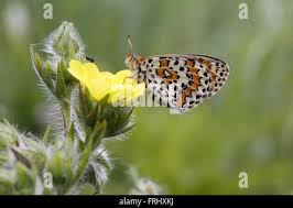 Attēlu rezultāti vaicājumam “Melitaea didyma underside”
