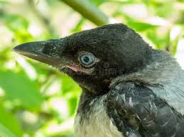 Attēlu rezultāti vaicājumam “Corvus cornix juvenile”