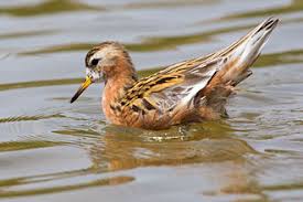 Attēlu rezultāti vaicājumam “Phalaropus fulicarius adult”