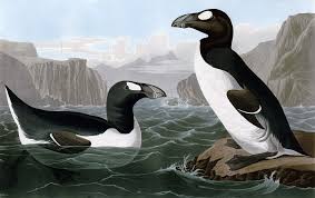 Image result for Pinguinus impennis