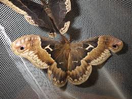 Attēlu rezultāti vaicājumam “Bupalus piniaria male”