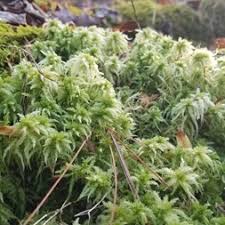 Attēlu rezultāti vaicājumam “Sphagnum palustre”