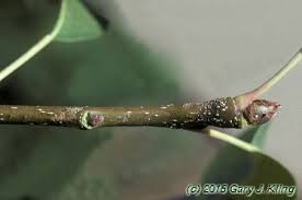 Attēlu rezultāti vaicājumam “Pyrus communis bud”
