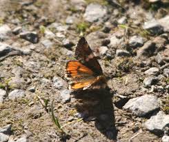 Attēlu rezultāti vaicājumam “Archiearis parthenias”