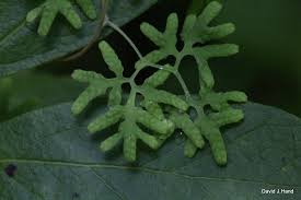 Attēlu rezultāti vaicājumam “Oligonema flavidum spores”