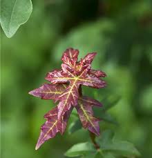 Attēlu rezultāti vaicājumam “Acer campestre flower”