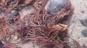 Attēlu rezultāti vaicājumam “Furcellaria lumbricalis”