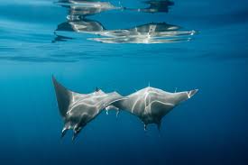 Image result for Mobula munkiana