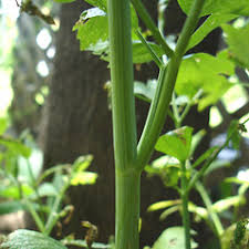 Attēlu rezultāti vaicājumam “Levisticum officinale leaf”