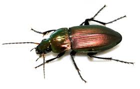 Attēlu rezultāti vaicājumam “Poecilus versicolor”