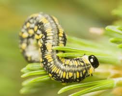 Attēlu rezultāti vaicājumam “Diprion pini”