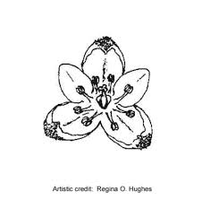 Attēlu rezultāti vaicājumam “Fallopia convolvulus fruit”