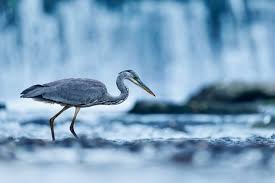 Attēlu rezultāti vaicājumam “Ardea cinerea”