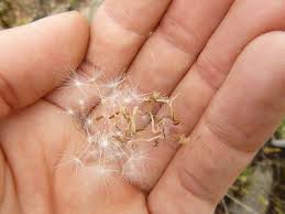 Image result for Agoseris major