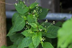 Attēlu rezultāti vaicājumam “Circaea lutetiana bud”