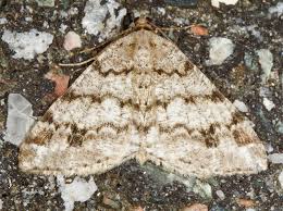 Attēlu rezultāti vaicājumam “Macaria signaria”