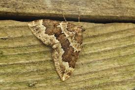 Attēlu rezultāti vaicājumam “Lampropteryx suffumata”