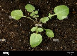 Attēlu rezultāti vaicājumam “Rorippa sylvestris leaf”