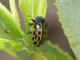 Attēlu rezultāti vaicājumam “Chrysomela vigintipunctata”