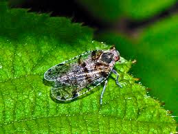 Attēlu rezultāti vaicājumam “Cixiidae”