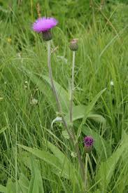 Attēlu rezultāti vaicājumam “Cirsium heterophyllum flower”