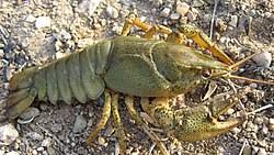 Attēlu rezultāti vaicājumam “Astacus astacus”